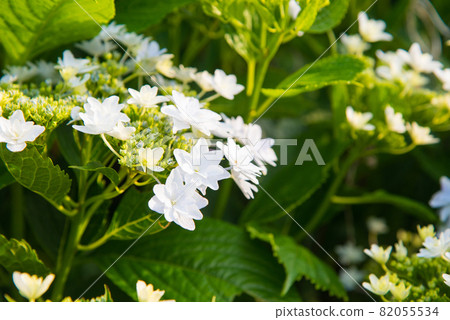 五顏六色的白色繡球花 82055534