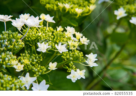 五顏六色的白色繡球花 82055535