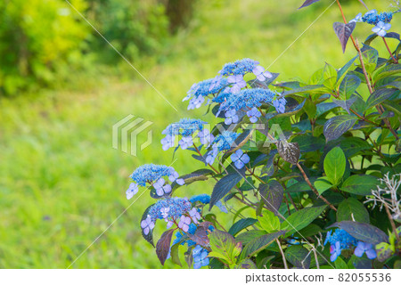 五顏六色的藍色繡球花 82055536