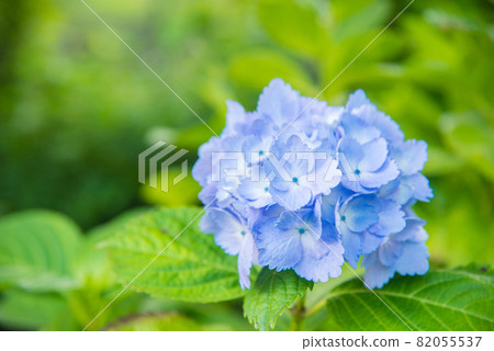 五顏六色的藍色繡球花 82055537