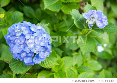 五顏六色的藍色繡球花 82055538