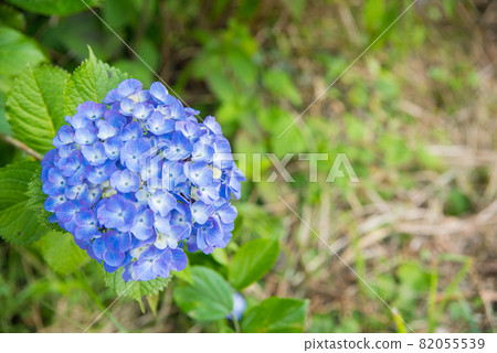 五顏六色的藍色繡球花 82055539