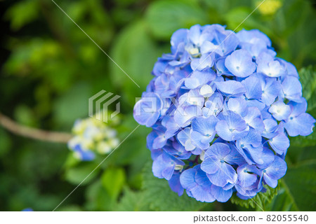 五顏六色的藍色繡球花 82055540