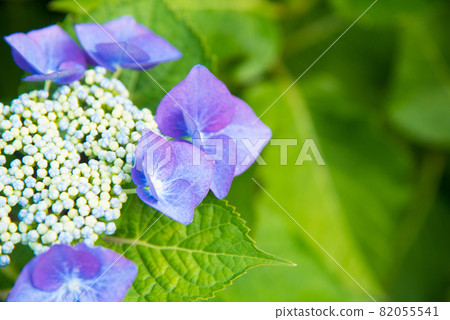 五顏六色的藍色繡球花 82055541