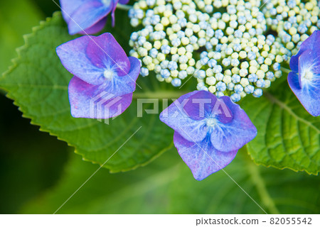 五顏六色的藍色繡球花 82055542