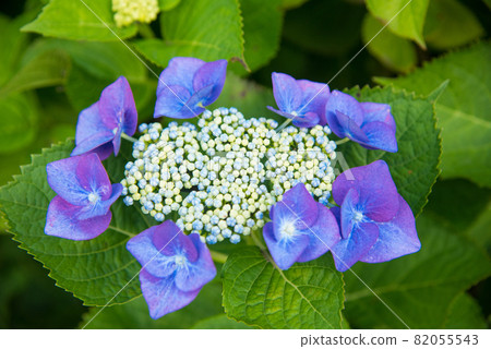 五顏六色的藍色繡球花 82055543