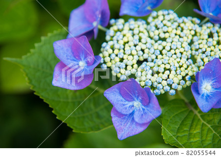 五顏六色的藍色繡球花 82055544