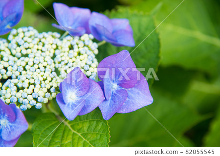 五顏六色的藍色繡球花 五顏六色的藍色繡球花 82055545