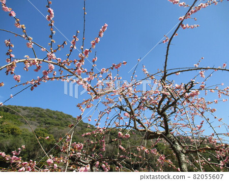 Beautiful plum blossoms that herald the arrival of spring in Japan Beautiful plum blossoms that herald the arrival of spring in Japan 82055607