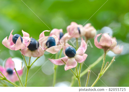Harlequin glorybow fruit and calyx that are as beautiful as flowers Harlequin glorybow fruit and calyx that are as beautiful as flowers 82055725