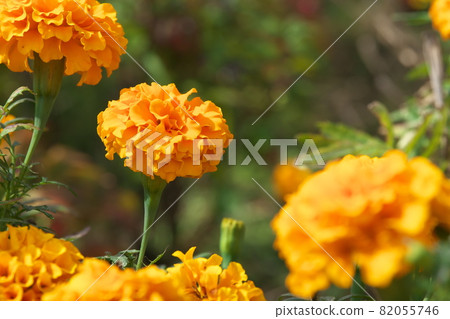 Marigold [green background] 82055746