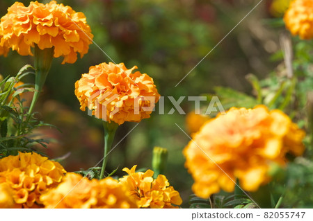 Marigold [green background] 82055747