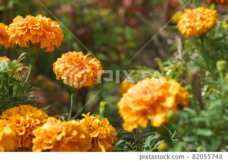Marigold [green background] 82055748