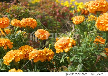 Marigold [green background] 82055749