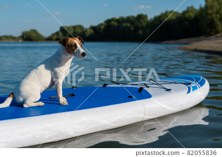 Jack russell terrier dog on a sup board. Summer sport 82055836