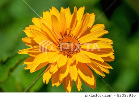 Orange gerbera in full bloom shining in the light @ Fujimi Kogen, Yamanashi Orange gerbera in full bloom shining in the light @ Fujimi Kogen, Yamanashi 82055910