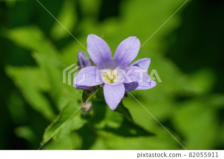 Light purple campanula lactiflora @ Fujimi Kogen, Yamanashi in full bloom shining in the light Light purple campanula lactiflora @ Fujimi Kogen, Yamanashi in full bloom shining in the light 82055911
