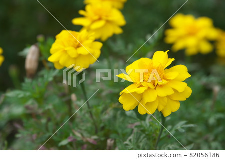 萬壽菊【綠底】 82056186