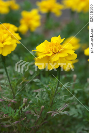 Marigold [green background] 82056190