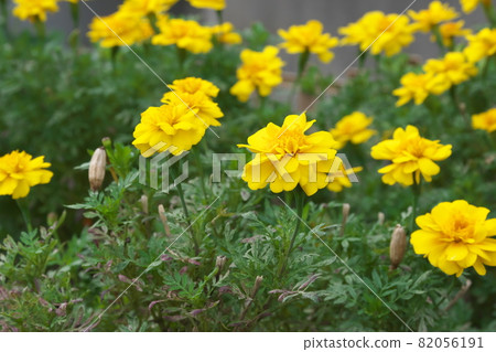 Marigold [green background] 82056191