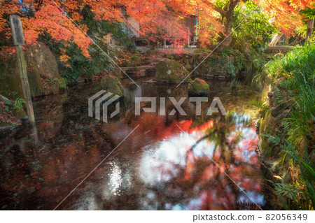 滋賀縣米原市鮫井地藏川秋景 滋賀縣米原市鮫井地藏川秋景 82056349