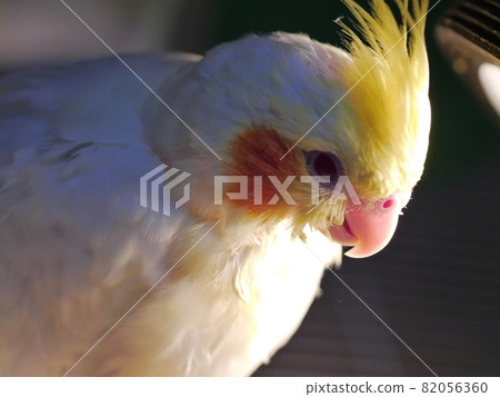 Xuanfeng Baby Bird Xuanfeng Baby Bird 82056360