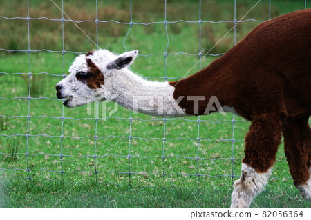 EPCARA village alpaca EPCARA village alpaca 82056364