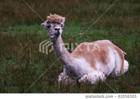 EPCARA village alpaca 82056383