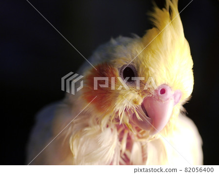 玄鳳幼鳥 玄鳳幼鳥 82056400