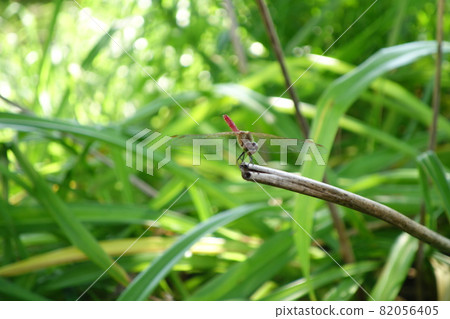 Rural area, buckwheat flower, farmhouse, cosmos, cabbage 82056405