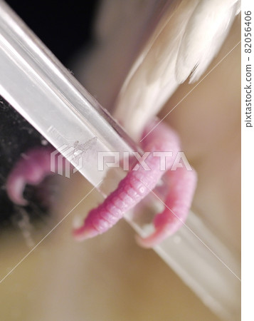 Xuanfeng Baby Bird 82056406