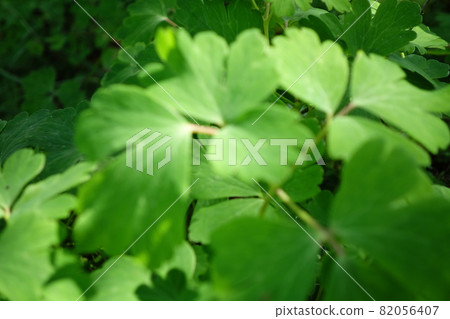 Rural area, buckwheat flower, farmhouse, cosmos, cabbage 82056407