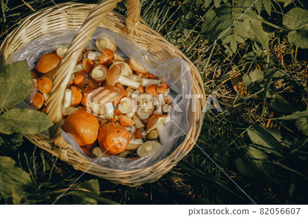 Wicker basket with mushrooms. Daylight, close-up, toning, outdoors. Wicker basket with mushrooms. Daylight, close-up, toning, outdoors. 82056607