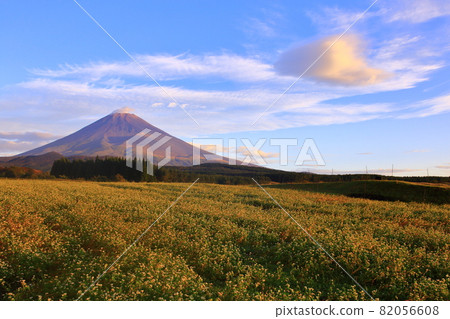 富士山秋天的蕎麥田和懸垂的雲彩 富士山秋天的蕎麥田和懸垂的雲彩 82056608