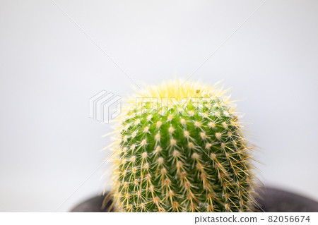 仙人掌宏觀射擊 仙人掌宏觀射擊 82056674