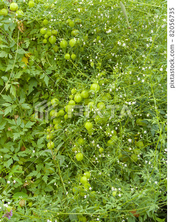 開花小白花的氣球藤/豐滿的心形觀賞植物 82056735