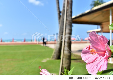 夏威夷的假期 夏威夷的假期 82056744