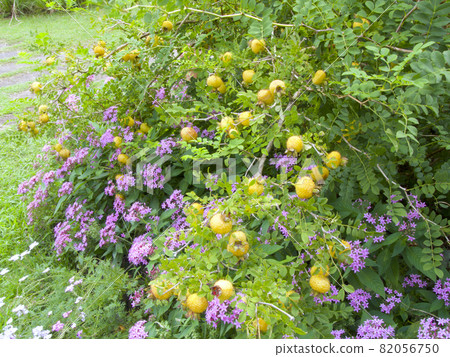 Rose fruit 82056750