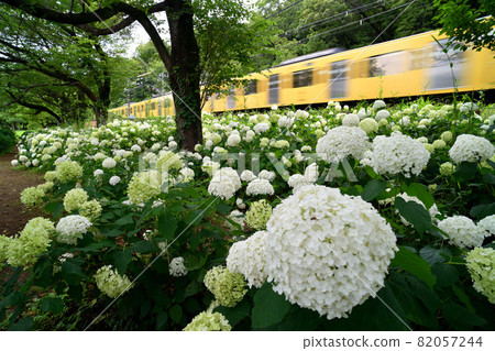 西武鐵道 西武-西武線 2000系列列車沿繡球花盛開線行駛 西武鐵道 西武-西武線 2000系列列車沿繡球花盛開線行駛 82057244