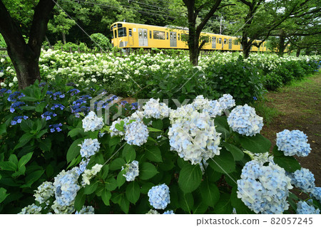 Seibu Railway Seibu-Seibu Line 2000 series train that runs along the hydrangea blooming line 82057245