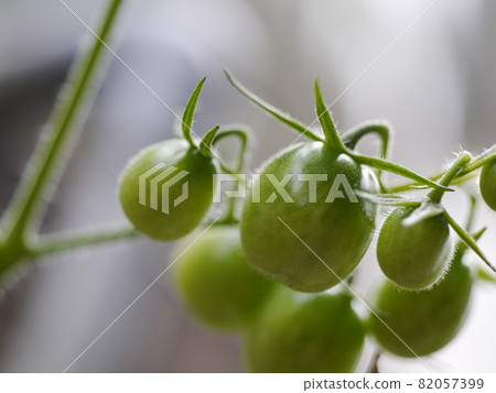 小番茄 小番茄 82057399