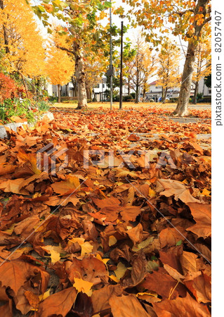 有落葉的秋天公園 有落葉的秋天公園 82057407