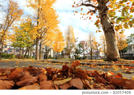 有落葉的秋天公園 82057409