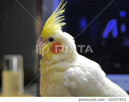 Xuanfeng Baby Bird 82057452
