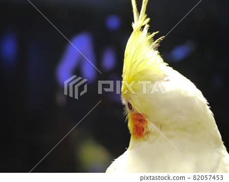 Xuanfeng Baby Bird 82057453