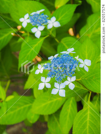 東京板橋荒川河床上盛開的繡球花 東京板橋荒川河床上盛開的繡球花 82057574