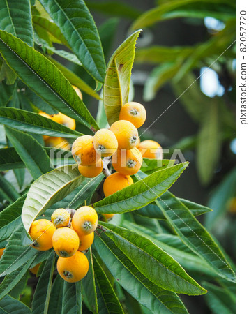 Loquat that grows in a private house in Itabashi, Tokyo 82057720