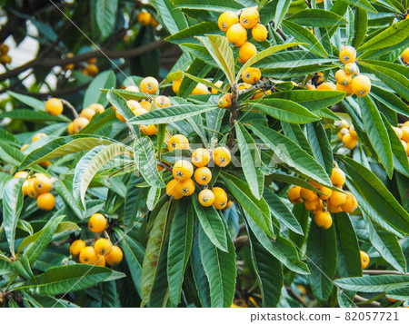 Loquat that grows in a private house in Itabashi, Tokyo 82057721