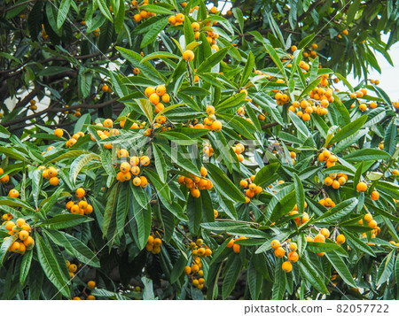 Loquat that grows in a private house in Itabashi, Tokyo 82057722