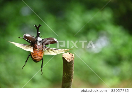 甲蟲飛翔的那一刻 82057785